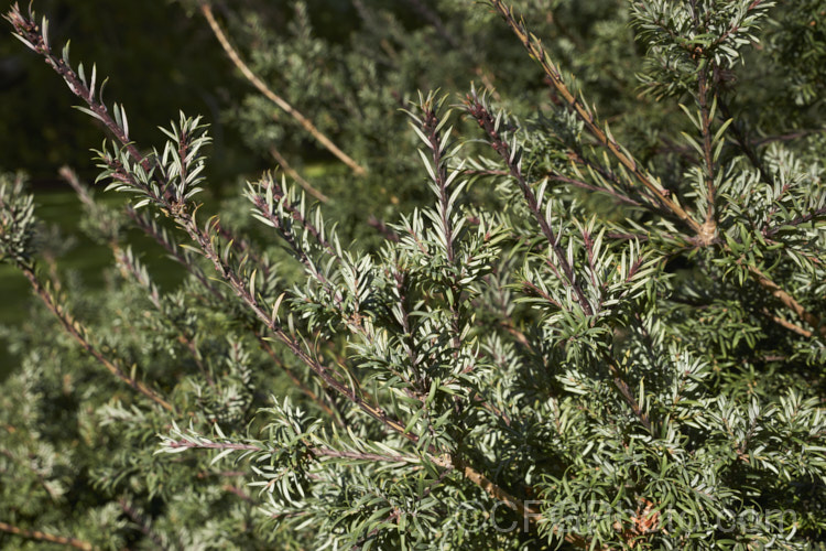 Prince Albert's Yew (<i>Saxegothaea conspicua</i>), a yew-like conifer that eventually reaches 20m tall It is native to theChilean. Andes and Patagonia. It has red-brown young stems that contrast with the white stomatal bands on the underside of the foliage. saxegothaea-3491htm'>Saxegothaea. <a href='podocarpaceae-plant-family-photoshtml'>Podocarpaceae</a>.