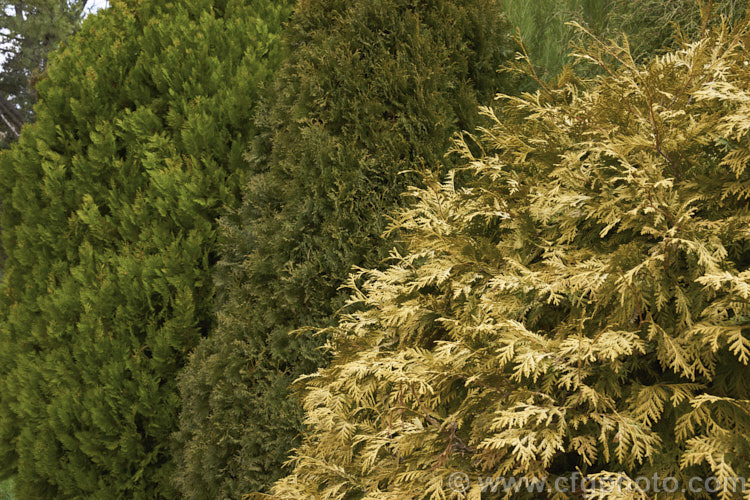 Three cultivars of Thuja showing a range of winter foliage colours. In the foreground is Thuja occidentalis 'Wareana. Lutescens', in the centre. Thuja occidentalis 'Fastigiata', and behind them is Thuja plicata 'Collyer's Gold'. Order: Pinales, Family: Cupressaceae