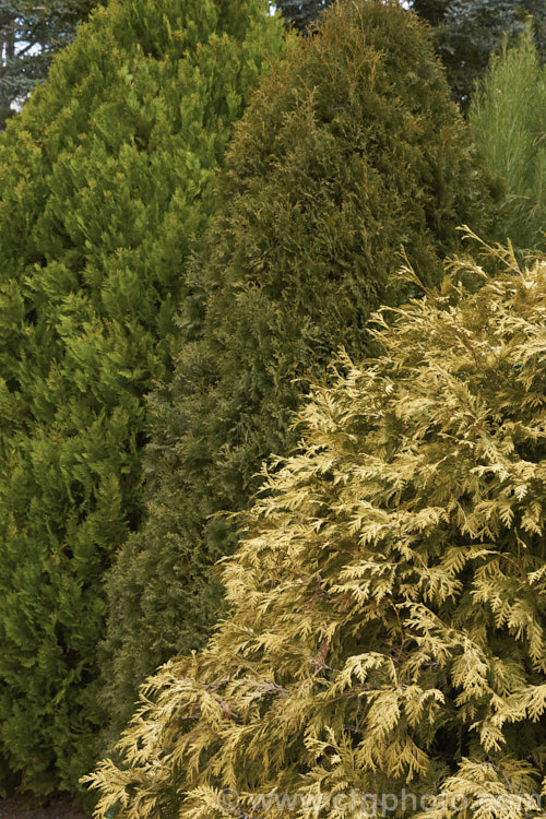 Three cultivars of Thuja showing a range of winter foliage colours. In the foreground is Thuja occidentalis 'Wareana. Lutescens', in the centre. Thuja occidentalis 'Fastigiata', and behind them is Thuja plicata 'Collyer's Gold'. Order: Pinales, Family: Cupressaceae