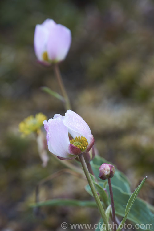 High Alpine Buttercup (<i>Ranunculus calindrinioides</i>), a late winter- to spring flowering perennial native to the Atlas Mountains of North Africa. While its petals are sometimes broad and partly overlapping, forming the typical buttercup flower, they are often rather narrow, creating a more open, starry flower. The flower stems are up to 20cm high. Order: Ranunculales, Family: Ranunculaceae