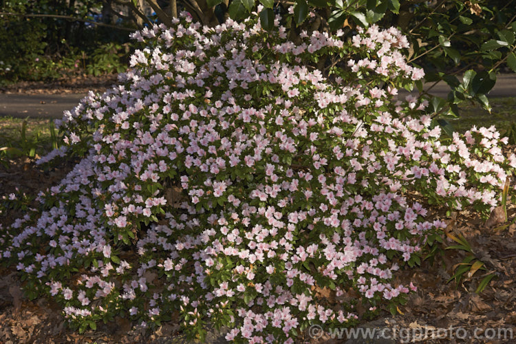 Rhododendron (evergreen azalea</i>) 'Peach. Kirin', a pale-coloured sport of 'Kirin' (syn 'Coral Bells'), a very popular early-flowering. Kurume evergreen azalea with hose-in-hose flowers 'Peach. Kirin' is most commonly seen in Australia and New Zealand
