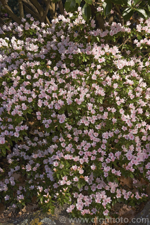 Rhododendron (evergreen azalea</i>) 'Peach. Kirin', a pale-coloured sport of 'Kirin' (syn 'Coral Bells'), a very popular early-flowering. Kurume evergreen azalea with hose-in-hose flowers 'Peach. Kirin' is most commonly seen in Australia and New Zealand