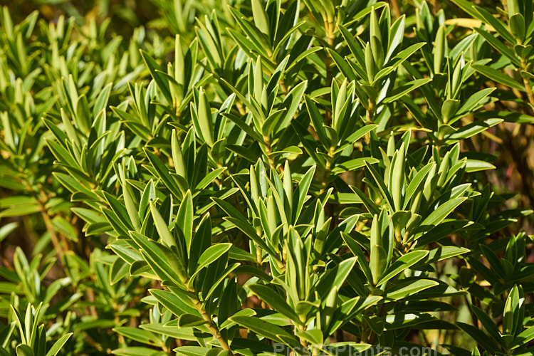 <i>Veronica truncatula</i> (syn. <i>Hebe truncatula</i>), an evergreen, summer-flowering shrub found in the Kaweka and Ruahine ranges of New Zealand's North Island It has small white flowers in spikes up to 8cm long. Order: Lamiales, Family: Plantaginaceae