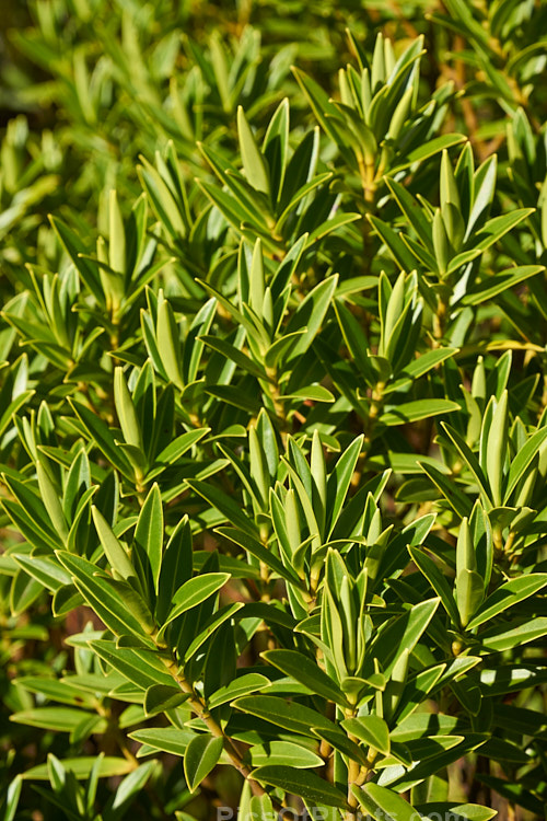 <i>Veronica truncatula</i> (syn. <i>Hebe truncatula</i>), an evergreen, summer-flowering shrub found in the Kaweka and Ruahine ranges of New Zealand's North Island It has small white flowers in spikes up to 8cm long. Order: Lamiales, Family: Plantaginaceae