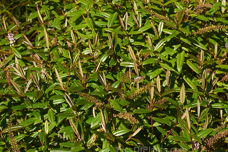 <i>Veronica bishopiana</i> (syn. <i>Hebe bishopiana</i>), an evergreen shrub native to Waitakere Range near Auckland, New Zealand. Both the stems and undersides of the foliage have a strong purplish-red tint. The flowers are white flushed with pink. Order: Lamiales, Family: Plantaginaceae