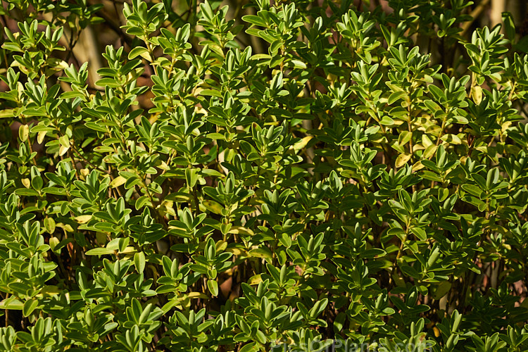 <i>Veronica evenosa</i> (syn. <i>Hebe evenosa</i>), a rounded, bushy evergreen shrub native to Tararua Ranges of New Zealand's North Island It has small white flowers in spikes up to 5cm long. Order: Lamiales, Family: Plantaginaceae