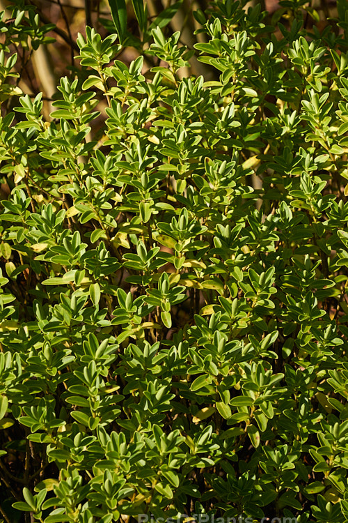 <i>Veronica evenosa</i> (syn. <i>Hebe evenosa</i>), a rounded, bushy evergreen shrub native to Tararua Ranges of New Zealand's North Island It has small white flowers in spikes up to 5cm long. Order: Lamiales, Family: Plantaginaceae