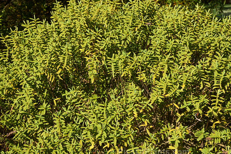 <i>Veronica traversii</i> (syn. <i>Hebe traversii</i>), a laxly branched shrub found in Marlborough and Canterbury, New Zealand. It grows to around 1.5m high x 2m wide, is very similar to Hebe glaucophylla and flowers heavily in early summer. Order: Lamiales, Family: Plantaginaceae