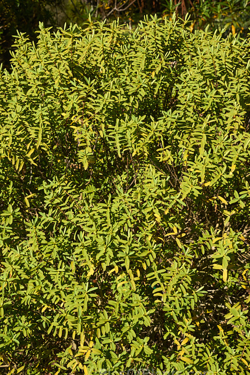 <i>Veronica traversii</i> (syn. <i>Hebe traversii</i>), a laxly branched shrub found in Marlborough and Canterbury, New Zealand. It grows to around 1.5m high x 2m wide, is very similar to Hebe glaucophylla and flowers heavily in early summer. Order: Lamiales, Family: Plantaginaceae
