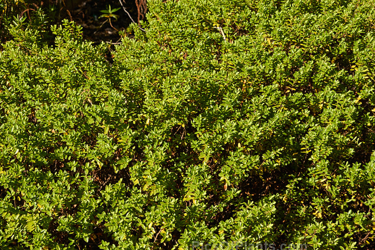 <i>Veronica rakaiensis</i> (syn. <i>Hebe rakaiensis</i>), a rounded, bushy evergreen shrub found in the upper reaches of the rivers of the east coast of New Zealand's South Island It has small white flowers in spikes up to 5cm long. Order: Lamiales, Family: Plantaginaceae