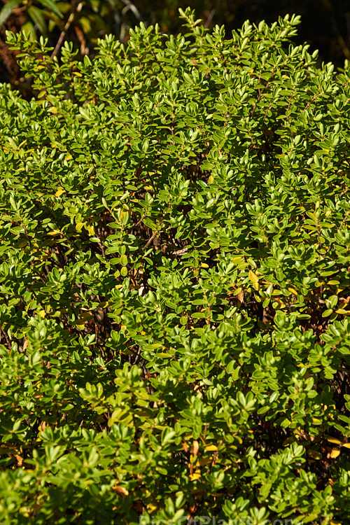 <i>Veronica rakaiensis</i> (syn. <i>Hebe rakaiensis</i>), a rounded, bushy evergreen shrub found in the upper reaches of the rivers of the east coast of New Zealand's South Island It has small white flowers in spikes up to 5cm long. Order: Lamiales, Family: Plantaginaceae