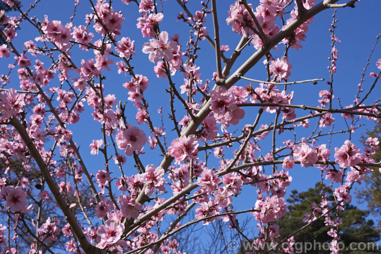 Prunus x persicoides 'Pollardii', a chance cross between a peach and an almond that occurred in Victoria, Australia in 1862. It is grown as an ornamental flowering tree that has abundant blossom opening in early spring. Note, the name persicoides, also known as amygdalopersica, may well be changed. Order: Rosales, Family: Rosaceae