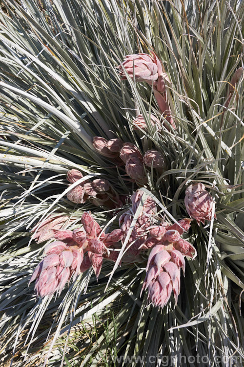 Developing flower spike of Puya spathacea, a clumping terrestrial bromeliad native to north-central Argentina. It blooms in summer and the flower stems are over 1m tall. The deep blue flowers contrast with the pink of the stems and sepals