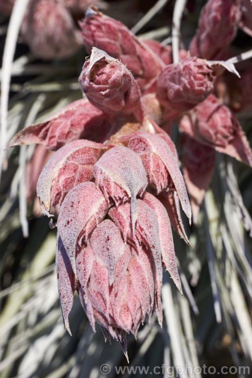 Developing flower spike of Puya spathacea, a clumping terrestrial bromeliad native to north-central Argentina. It blooms in summer and the flower stems are over 1m tall. The deep blue flowers contrast with the pink of the stems and sepals