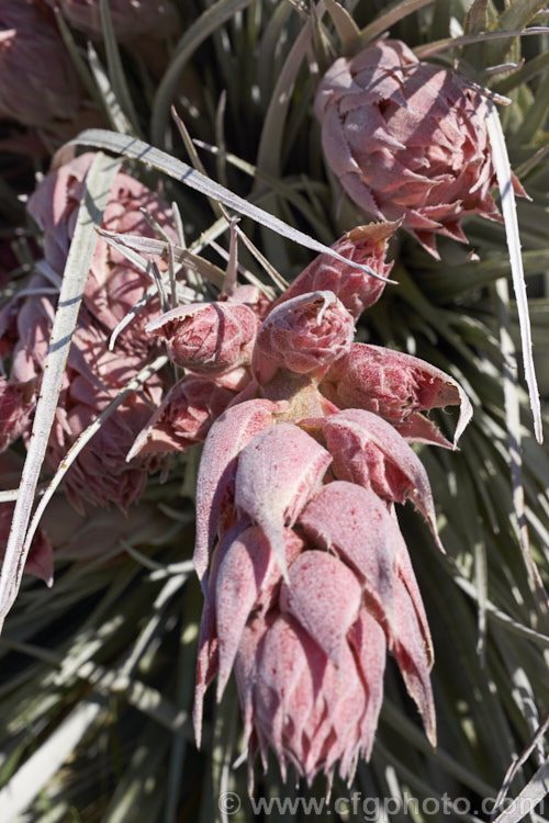 Developing flower spike of Puya spathacea, a clumping terrestrial bromeliad native to north-central Argentina. It blooms in summer and the flower stems are over 1m tall. The deep blue flowers contrast with the pink of the stems and sepals