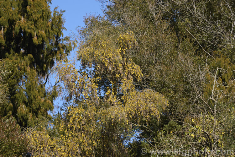Kowhai (<i>Sophora microphylla</i>) in flower, growing up through other New Zealand native trees. This is one of two species of briefly deciduous spring-flowering New Zealand trees to share this name. This species also occurs in Chile and the distance between these two locations is testament to the ability of the seeds to survive in saltwater. sophora-2142htm'>Sophora.