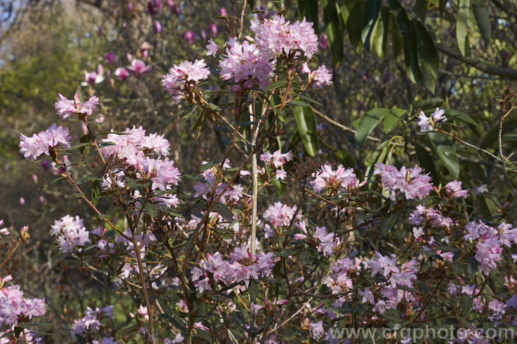 Rhododendron scabrifolium var. spiciferum, a wiry-stemmed, early-flowering species from southern and central Yunnan, China