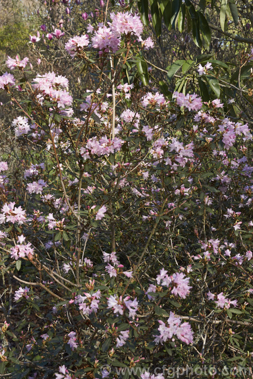 Rhododendron scabrifolium var. spiciferum, a wiry-stemmed, early-flowering species from southern and central Yunnan, China