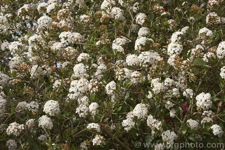 Viburnum x burkwoodii (<i>Viburnum carlesii x Viburnum utile</i>), a semi-deciduous 25-4m tall shrub. Its flowers are strongly scented and borne over a long period from late winter. viburnum-2081htm'>Viburnum. <a href='adoxaceae-plant-family-photoshtml'>Adoxaceae</a>.