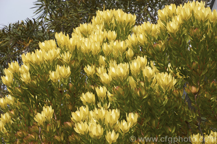 Leucadendron 'Inca Gold', a fairly hardy cultivar from a Leucadendron salignum x Leucadendron laureolum cross. Its bracts develop their best colour (bright yellow in late winter. leucadendron-2138htm'>Leucadendron.