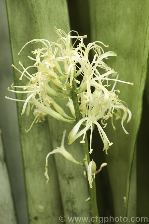 The flowers of Sansevieria trifasciata 'Silver Sheen', one of the many cultivars of the bowstring hemp or mother-in-law's tongue, a xerophytic fibrous-leafed perennial native to Nigeria. sansevieria-2484htm'>Sanseviera.