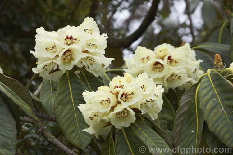 Rhododendron macabeanum, an early-flowering, large-leafed grande series species from north-east. India It has a tree-like habit and grows to around 15m tall with leaves up to 25cm long. The flower colour ranges from pale cream to primrose yellow