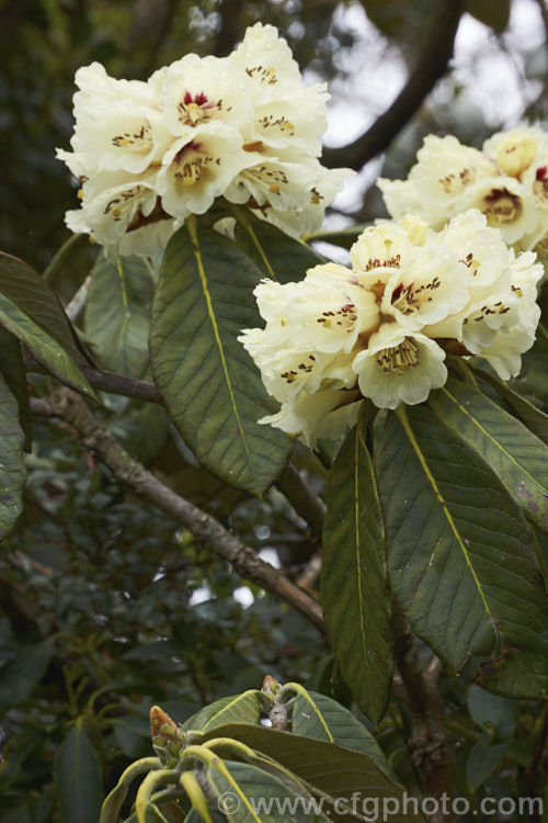Rhododendron macabeanum, an early-flowering, large-leafed grande series species from north-east. India It has a tree-like habit and grows to around 15m tall with leaves up to 25cm long. The flower colour ranges from pale cream to primrose yellow