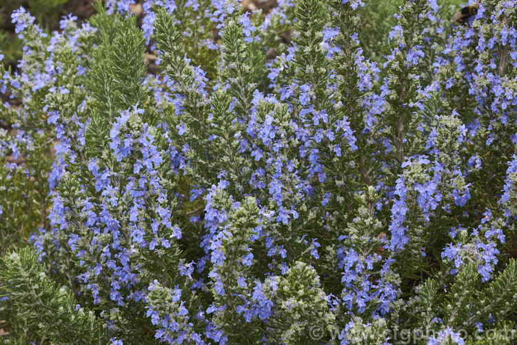 <i>Salvia rosmarinus</i> (syn. <i>Rosmarinus officinalis</i>) 'Chef's Choice', a low, mounding and spreading rosemary cultivar with especially bright blue flowers. Rosemary is a Mediterranean shrub, the flowers and foliage of which are used for fragrance and herbal purposes. 'Chef's Choice' supposedly has a higher volatile oil content, making it more aromatic and highly flavoured. Order: Lamiales, Family: Lamiaceae