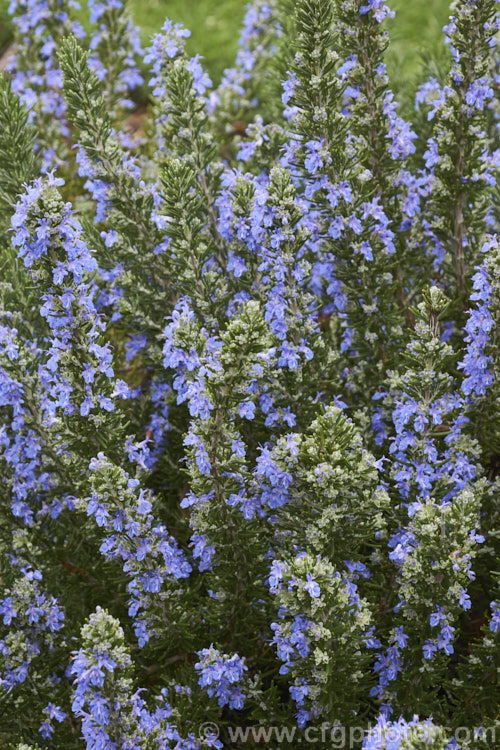 <i>Salvia rosmarinus</i> (syn. <i>Rosmarinus officinalis</i>) 'Chef's Choice', a low, mounding and spreading rosemary cultivar with especially bright blue flowers. Rosemary is a Mediterranean shrub, the flowers and foliage of which are used for fragrance and herbal purposes. 'Chef's Choice' supposedly has a higher volatile oil content, making it more aromatic and highly flavoured. Order: Lamiales, Family: Lamiaceae