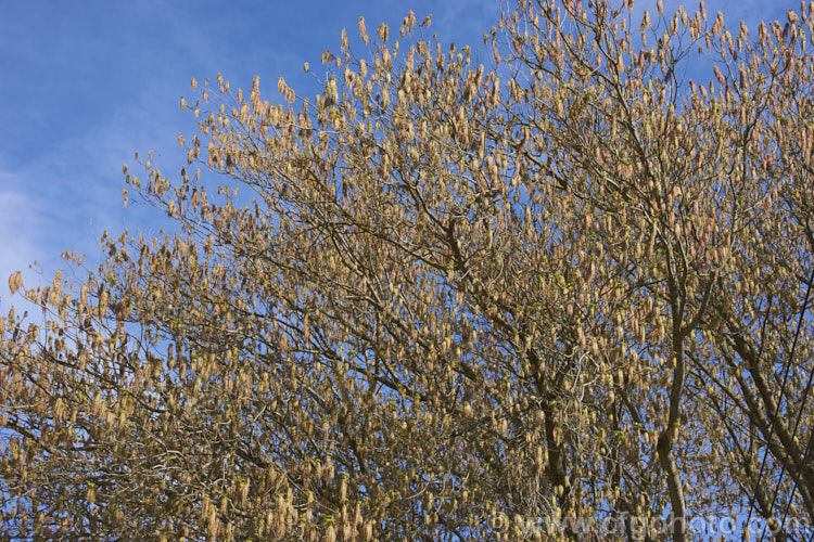Box Elder (<i>Acer negundo</i>) with a dense covering of its tassel-like flowerheads. Widely naturalised worldwide this 20m tall deciduous tree is a native of Central and North America and because it seeds very freely it can become something of a weed. Order: Sapindales, Family: Sapindaceae