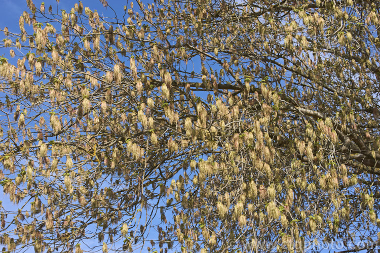 Box Elder (<i>Acer negundo</i>) with a dense covering of its tassel-like flowerheads. Widely naturalised worldwide this 20m tall deciduous tree is a native of Central and North America and because it seeds very freely it can become something of a weed. Order: Sapindales, Family: Sapindaceae