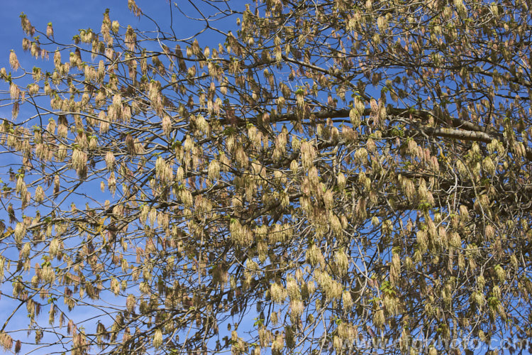 Box Elder (<i>Acer negundo</i>) with a dense covering of its tassel-like flowerheads. Widely naturalised worldwide this 20m tall deciduous tree is a native of Central and North America and because it seeds very freely it can become something of a weed. Order: Sapindales, Family: Sapindaceae