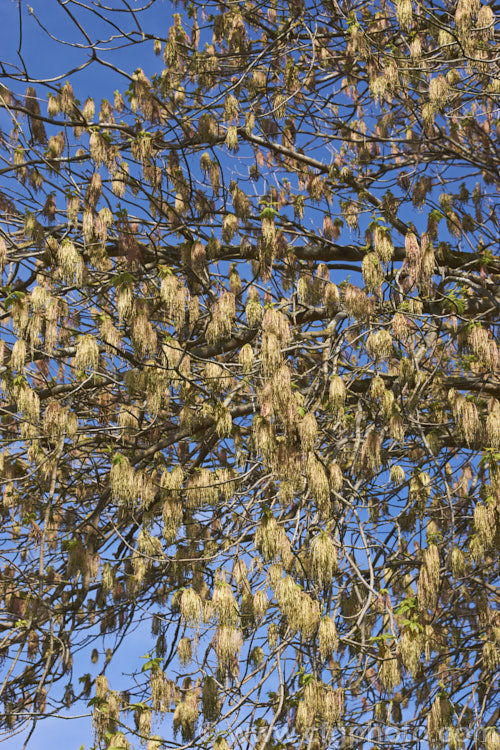 Box Elder (<i>Acer negundo</i>) with a dense covering of its tassel-like flowerheads. Widely naturalised worldwide this 20m tall deciduous tree is a native of Central and North America and because it seeds very freely it can become something of a weed. Order: Sapindales, Family: Sapindaceae