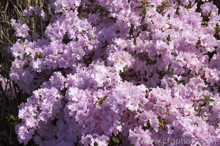 Korean Azalea (<i>Rhododendron yedoense var. poukhanense [syn. Rhododendron poukhanense]), an evergreen azalea native to Korea, notable for its abundant flowers in an unusual pale lavender pink shade. It may be almost deciduous in cold winters
