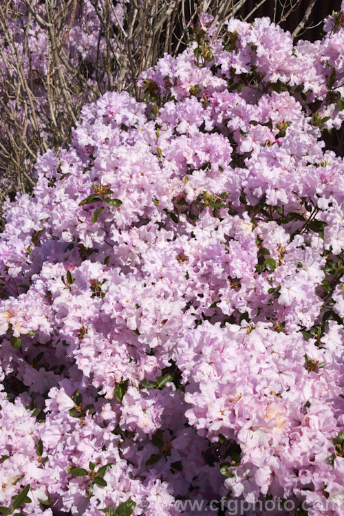 Korean Azalea (<i>Rhododendron yedoense var. poukhanense [syn. Rhododendron poukhanense]), an evergreen azalea native to Korea, notable for its abundant flowers in an unusual pale lavender pink shade. It may be almost deciduous in cold winters