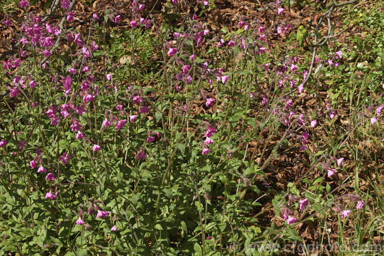 Red Campion (<i>Silene dioica [syn. Lychnis dioica]), a near-evergreen, spring- to summer-flowering, European perennial with flower stems to 80cm tall It often naturalises in temperate climates. silene-2496htm'>Silene. Order: Caryophyllales, Family: Caryophyllaceae