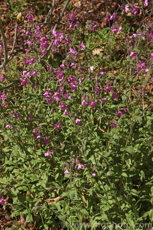 Red Campion (<i>Silene dioica [syn. Lychnis dioica]), a near-evergreen, spring- to summer-flowering, European perennial with flower stems to 80cm tall It often naturalises in temperate climates. silene-2496htm'>Silene. Order: Caryophyllales, Family: Caryophyllaceae