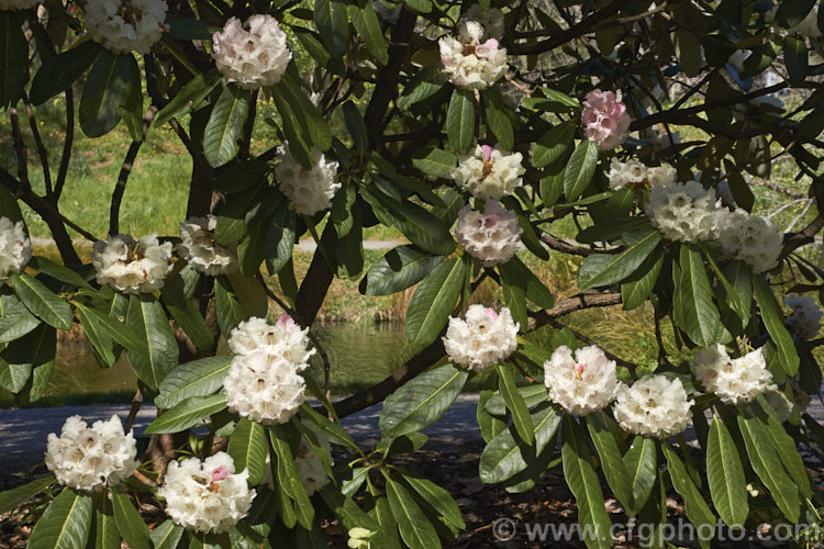 Rhododendron montroseanum, a late winter- to early spring-flowering tree-sized, grande series species from western China and northern Burma. Its flowers are usually deep pink, but the near white form flushed with deep pink is not uncommon. The flower trusses are quite large but may appear small simply because of the size of the heavily-veined leaves, which are often over 30cm long