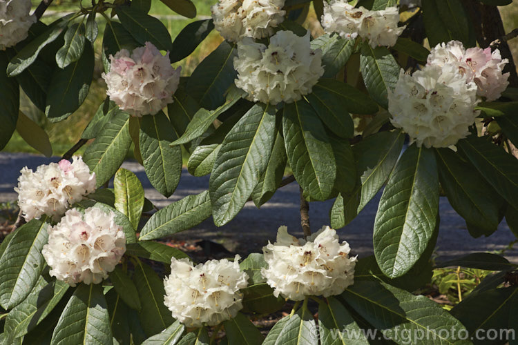 Rhododendron montroseanum, a late winter- to early spring-flowering tree-sized, grande series species from western China and northern Burma. Its flowers are usually deep pink, but the near white form flushed with deep pink is not uncommon. The flower trusses are quite large but may appear small simply because of the size of the heavily-veined leaves, which are often over 30cm long