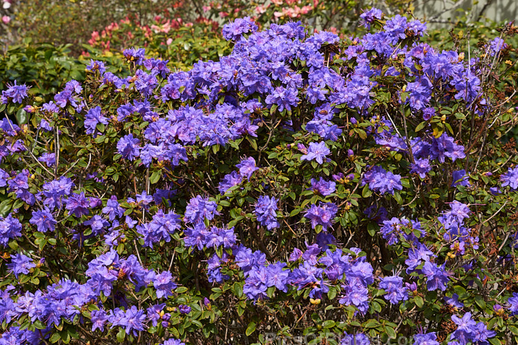 <i>Rhododendron</i> 'Blue Diamond' ('Intrifast' x <i>Rhododendron augustinii</i>), an English hybrid raised by Crosfield that was introduced around 1935. Its foliage turns bronze to purple in winter and it grows to 1m high x 1.5m wide. Order: Ericales, Family: Ericaceae