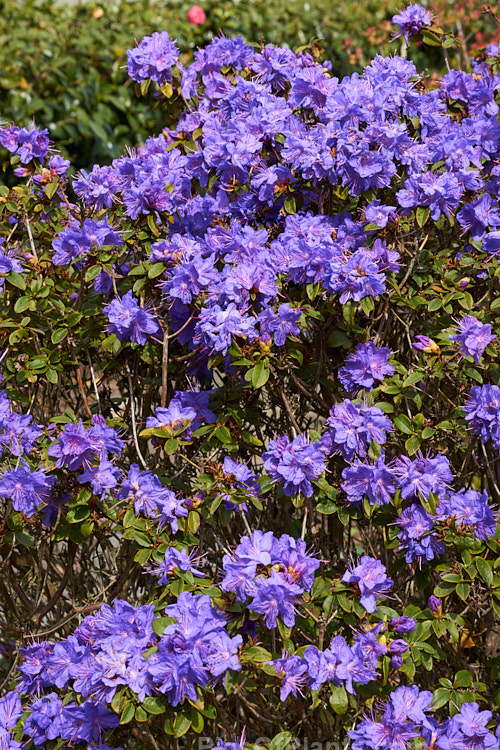 <i>Rhododendron</i> 'Blue Diamond' ('Intrifast' x <i>Rhododendron augustinii</i>), an English hybrid raised by Crosfield that was introduced around 1935. Its foliage turns bronze to purple in winter and it grows to 1m high x 1.5m wide. Order: Ericales, Family: Ericaceae