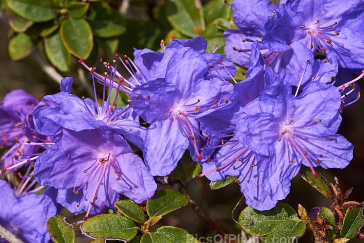 <i>Rhododendron</i> 'Blue Diamond' ('Intrifast' x <i>Rhododendron augustinii</i>), an English hybrid raised by Crosfield that was introduced around 1935. Its foliage turns bronze to purple in winter and it grows to 1m high x 1.5m wide. Order: Ericales, Family: Ericaceae