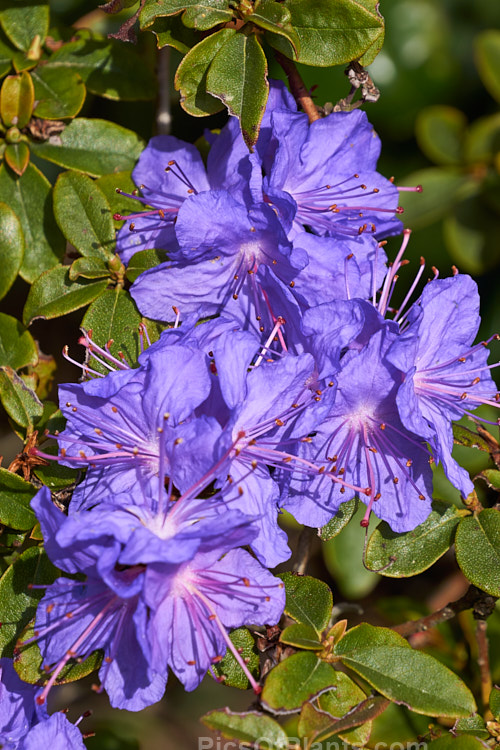 <i>Rhododendron</i> 'Blue Diamond' ('Intrifast' x <i>Rhododendron augustinii</i>), an English hybrid raised by Crosfield that was introduced around 1935. Its foliage turns bronze to purple in winter and it grows to 1m high x 1.5m wide. Order: Ericales, Family: Ericaceae