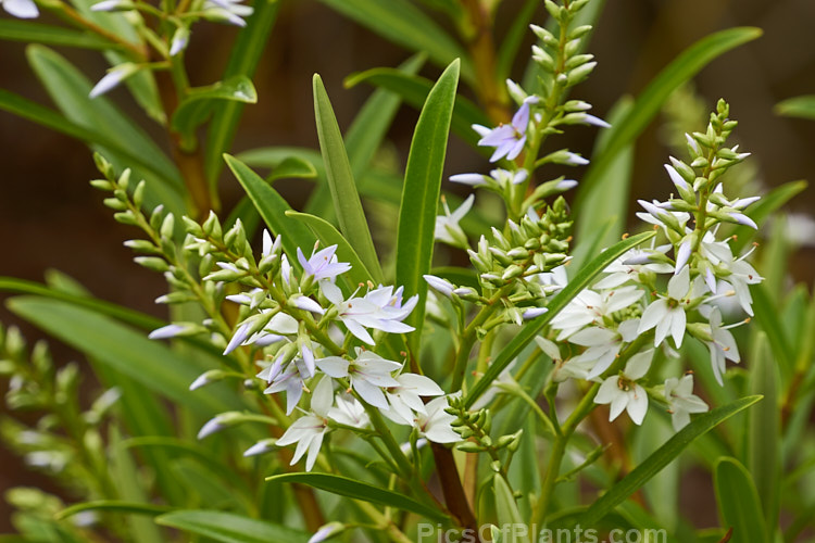 <i>Veronica townsonii</i> (syn. <i>Hebe townsonii</i>), a 1-1.2m high evergreen spring-flowering shrub found in isolated pockets in the lower North Island and upper South Island of New Zealand. Order: Lamiales, Family: Plantaginaceae