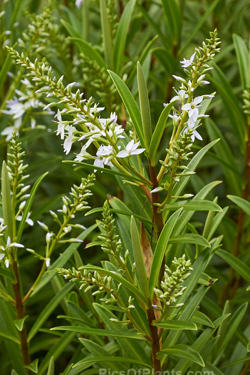 <i>Veronica townsonii</i> (syn. <i>Hebe townsonii</i>), a 1-1.2m high evergreen spring-flowering shrub found in isolated pockets in the lower North Island and upper South Island of New Zealand. Order: Lamiales, Family: Plantaginaceae