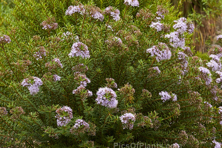 <i>Veronica diosmifolia</i> (syn. <i>Hebe diosmifolia</i>) 'Prostrata', a low-growing form of one of the more commonly cultivated New Zealand hebes. Order: Lamiales, Family: Plantaginaceae