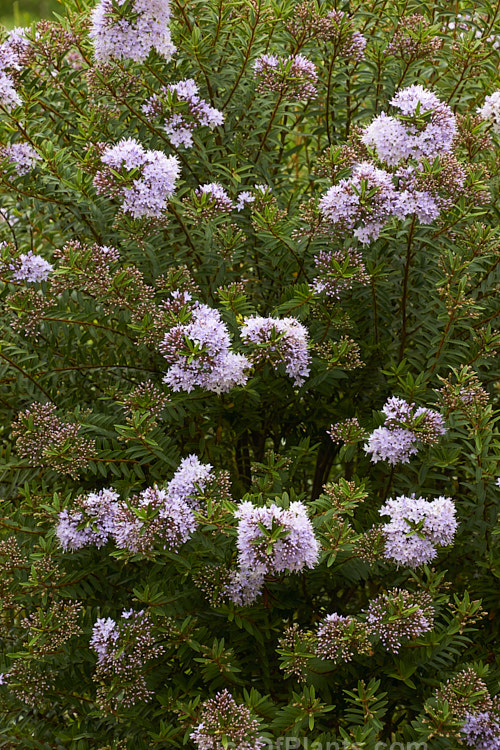 <i>Veronica diosmifolia</i> (syn. <i>Hebe diosmifolia</i>) 'Prostrata', a low-growing form of one of the more commonly cultivated New Zealand hebes. Order: Lamiales, Family: Plantaginaceae