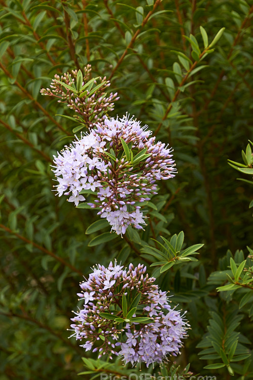 <i>Veronica diosmifolia</i> (syn. <i>Hebe diosmifolia</i>) 'Prostrata', a low-growing form of one of the more commonly cultivated New Zealand hebes. Order: Lamiales, Family: Plantaginaceae