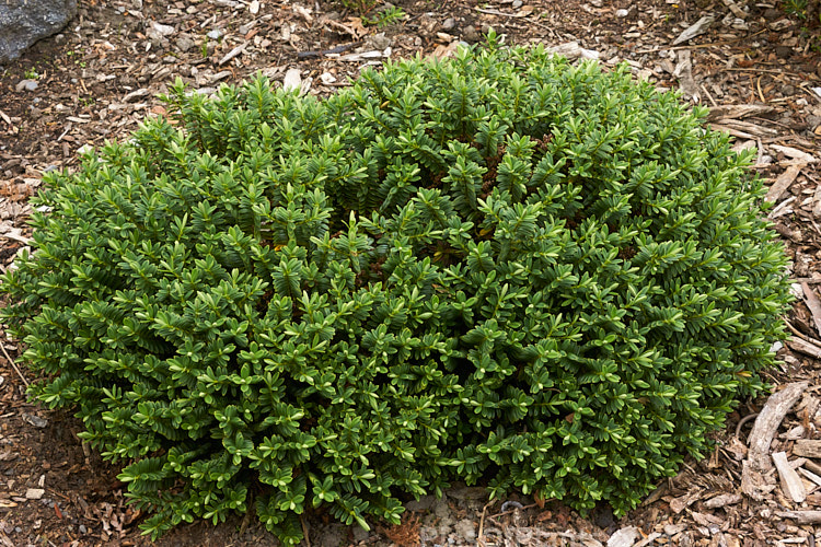 <i>Veronica rigidula</i> var. <i>sulcata</i> (syn. <i>Hebe rigidula</i> var. <i>sulcata</i>), a compact natural variety of a 40-50cm high evergreen early-summer-flowering shrub with a spread of up to 90cm. It is native to the north of the South Island of New Zealand and differs from the species in its denser growth and broader, more leathery leaves. Order: Lamiales, Family: Plantaginaceae
