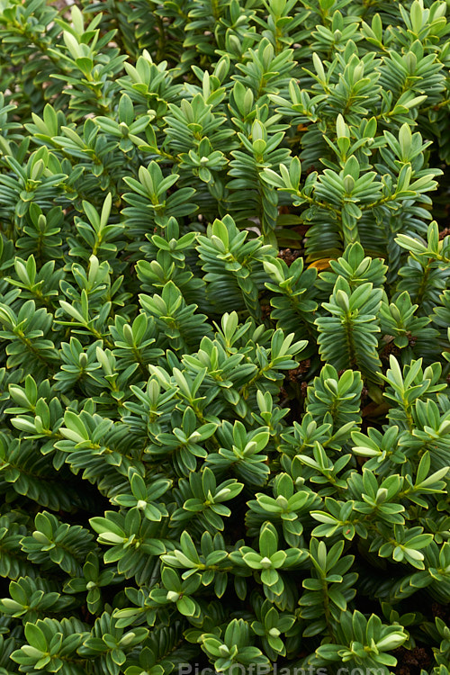 <i>Veronica rigidula</i> var. <i>sulcata</i> (syn. <i>Hebe rigidula</i> var. <i>sulcata</i>), a compact natural variety of a 40-50cm high evergreen early-summer-flowering shrub with a spread of up to 90cm. It is native to the north of the South Island of New Zealand and differs from the species in its denser growth and broader, more leathery leaves. Order: Lamiales, Family: Plantaginaceae